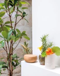 Dekselbox Massief Hout, Eik, 11 Cm Ø -Interio Winkel dekselbox massief hout 3