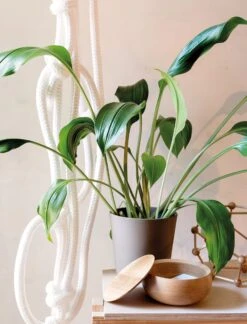 Dekselbox Massief Hout, Eik, 11 Cm Ø -Interio Winkel dekselbox massief hout 4