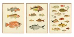 Druk Vissen, Vis, 30 X 40 Cm -Interio Winkel druk vissen 2