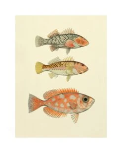 Druk Vissen, Vis, 30 X 40 Cm