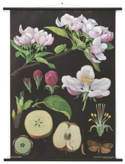 Instructiebord Canvas, Appelboom