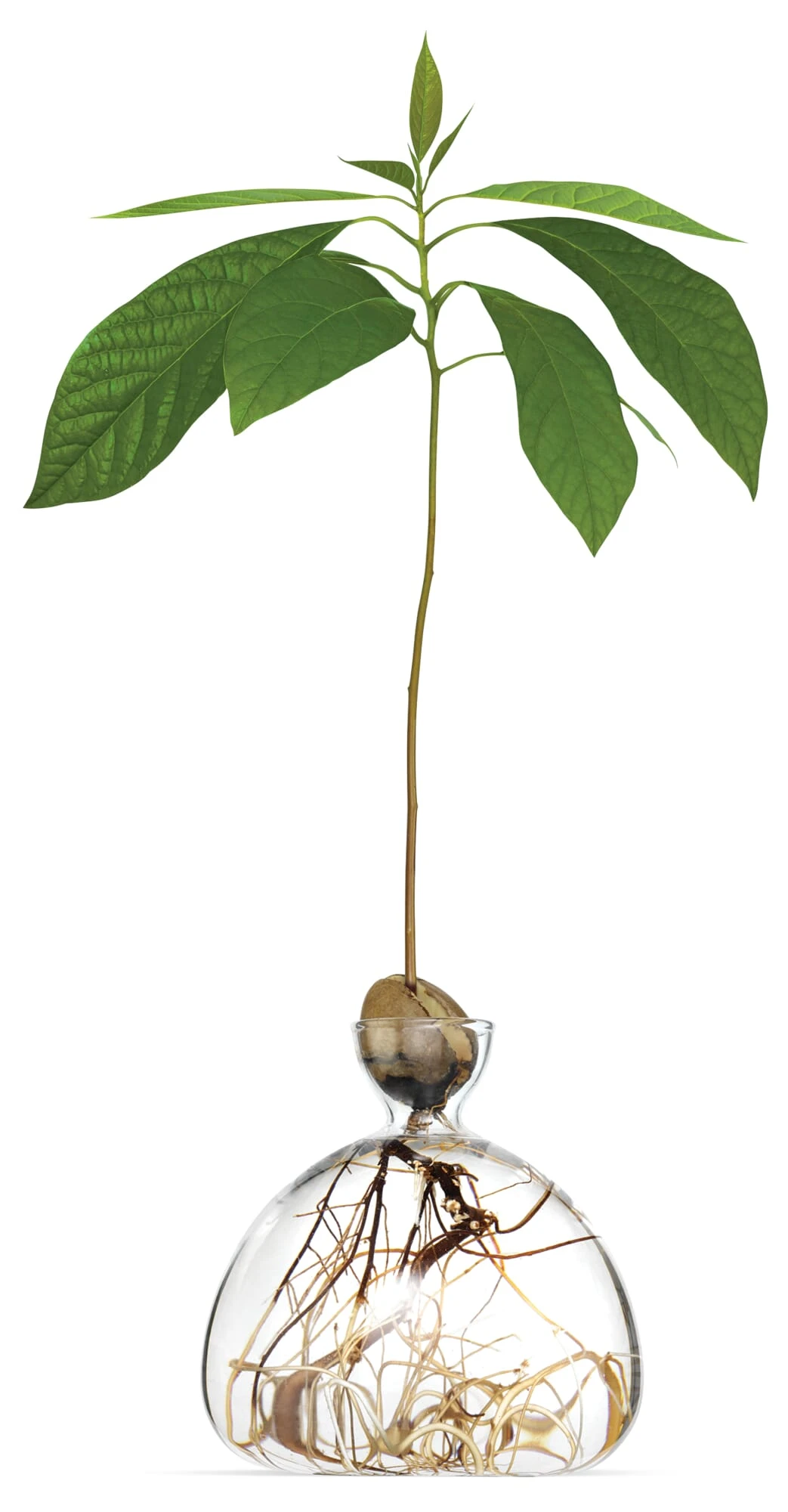 Kiempot Hulst, 15 X 15 Cm 3 Kiempot Hulst, 15 X 15 Cm