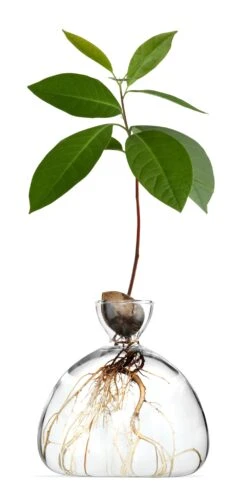 Kiempot Hulst, 15 X 15 Cm 6 Kiempot Hulst, 15 X 15 Cm -Interio Winkel kiempot hulst 5