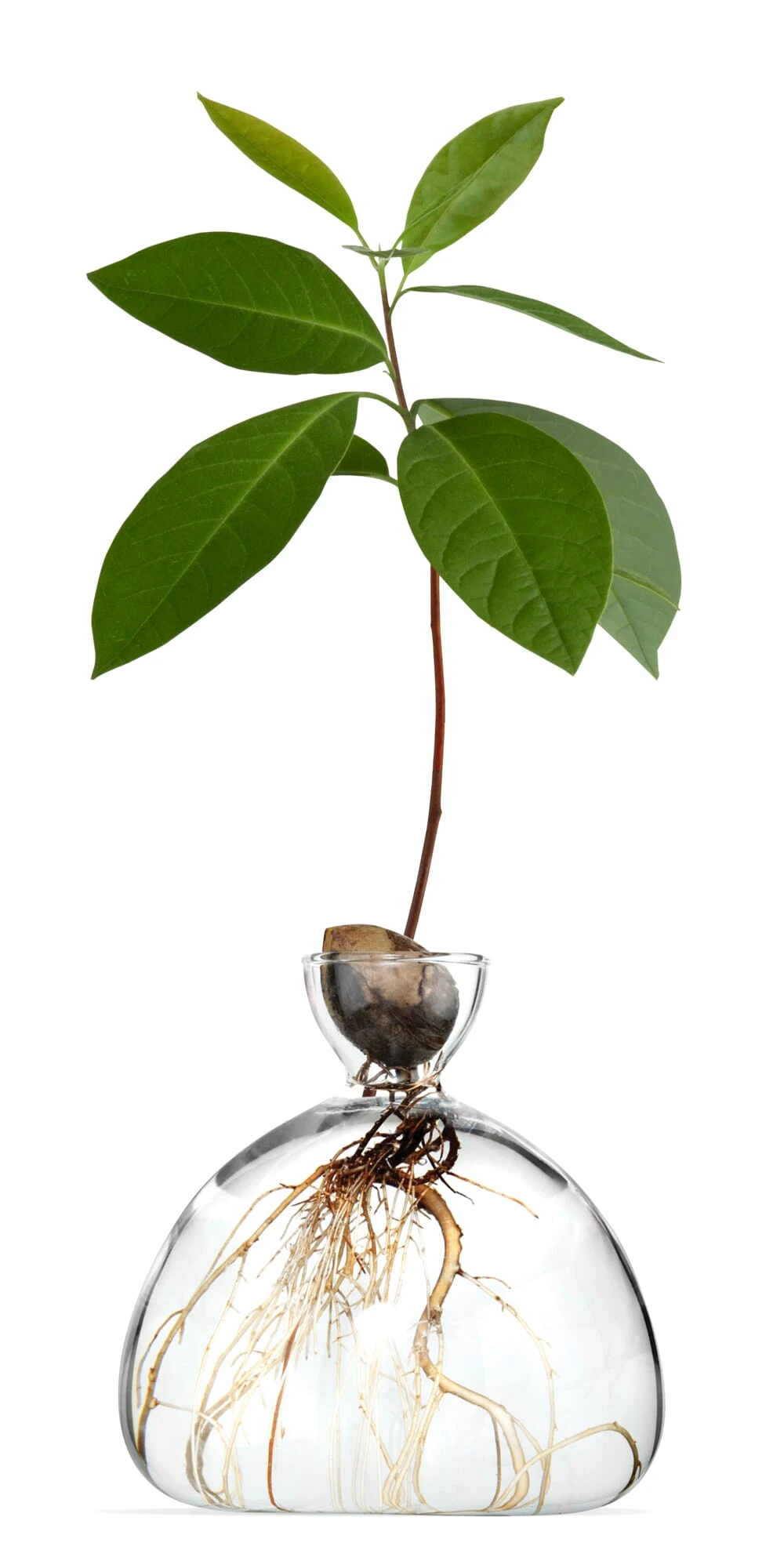 Kiempot Hulst, 15 X 15 Cm 4 Kiempot Hulst, 15 X 15 Cm - Afbeelding 2