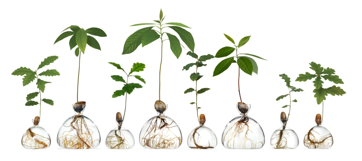 Kiempot Hulst, 15 X 15 Cm 5 Kiempot Hulst, 15 X 15 Cm - Afbeelding 3