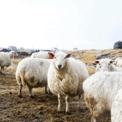 Lamswollen Deken Bauhaus-stijl, Groen 14 Lamswollen Deken Bauhaus-stijl, Groen -Interio Winkel lamswollen deken bauhaus stijl 3