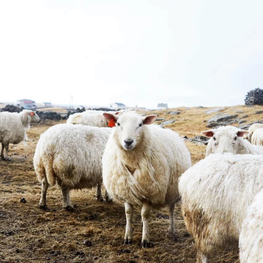 Lamswollen Deken Bauhaus-stijl, Groen 6 Lamswollen Deken Bauhaus-stijl, Groen - Afbeelding 4